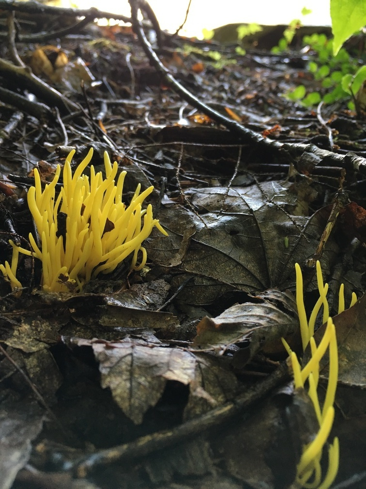 A clavaria or clavulinopsis