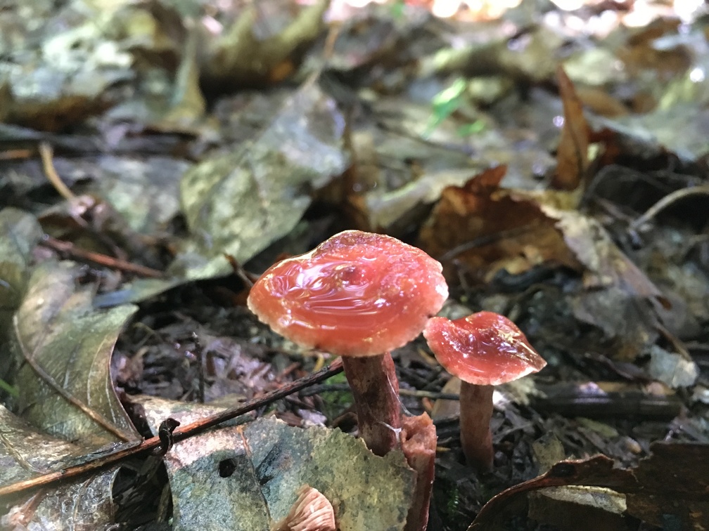 A red hygrocybe
